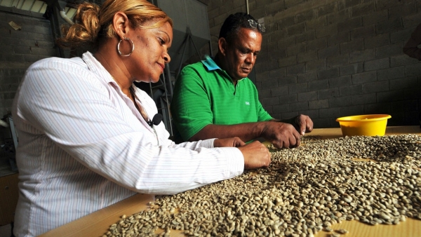 Bonao enfrenta la roya del café