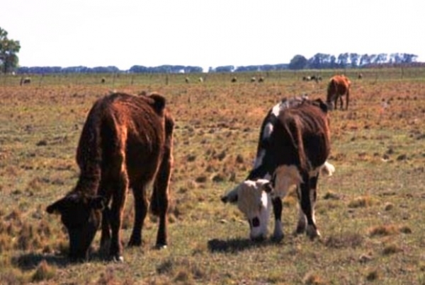 Sequía continúa generando pérdidas al sector ganadero y agrícola: