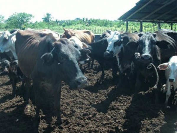 En Bayaguana roban vacas todos los días