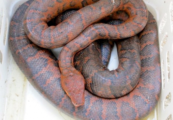 La serpiente Boa Hispaniola es la más grande en su especie, conocida por habitar en la República Dominicana – pero no es venenosa.