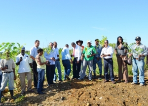 Junta Municipal San Luis, Embellecimiento y Medio Ambiente inician jornada de arbolización
