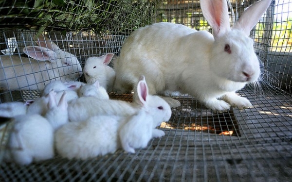 Instruyen productores de conejos sobre cómo fortalecer cunicultura: 