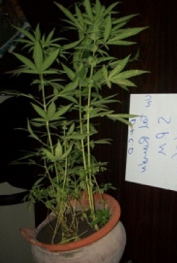 Descubren cultivo de marihuana en tarros en San Pedro de Macorís