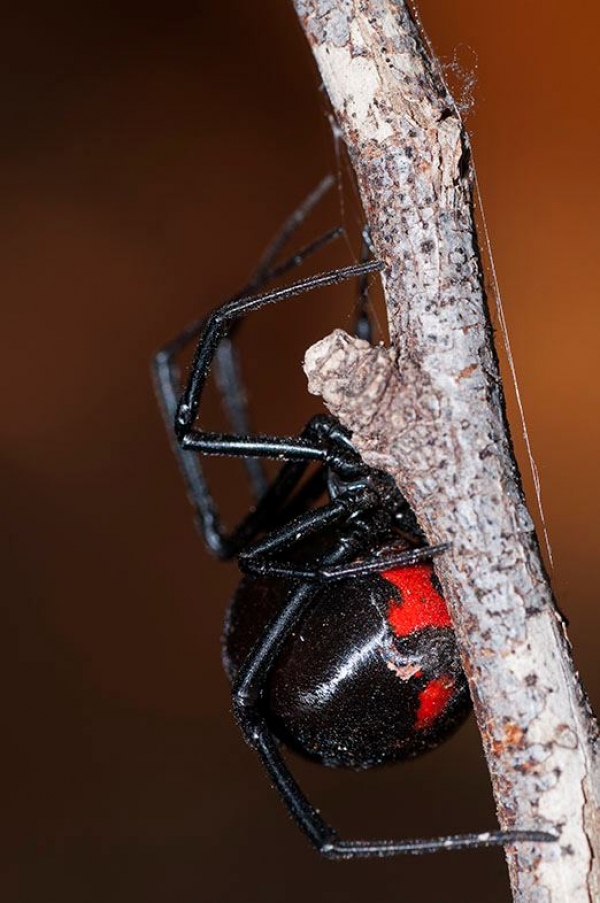 Araña Viuda Negra, Araña de Reloj o Araña Culito Rojo encontrada en el paraje Los Arroyos de Bávaro, en Higüey.