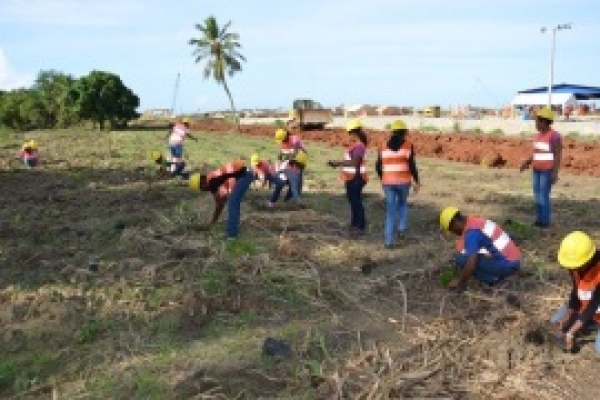 Explican reforestación en Punta Catalina es una labor sin fines de lucro: 