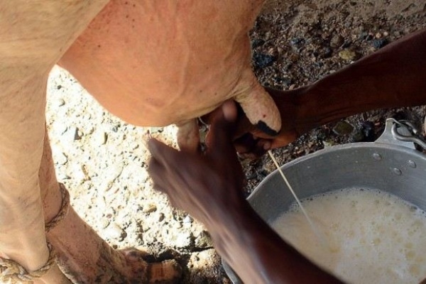 Conaleche pide a población respaldar producción nacional de lácteos: 