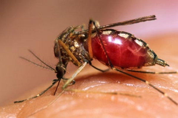 Iglesia Católica llama al Gobierno no perder tiempo ante brote de dengue : 