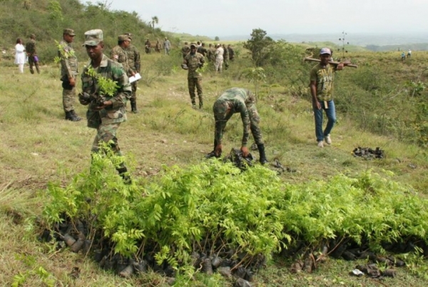 Ejército Ncional siembra unas 5 mil plantas en Pedro Santana y Elías Piña: 