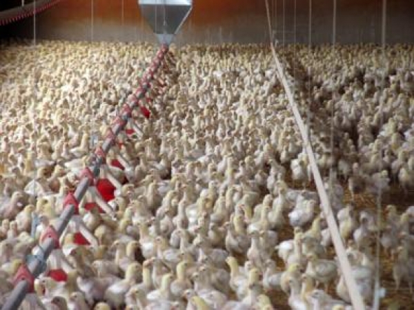 Pollos muertos por calor en una granja.