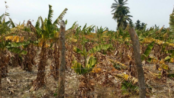 Sequía azota la zona agricola de Azua: 
