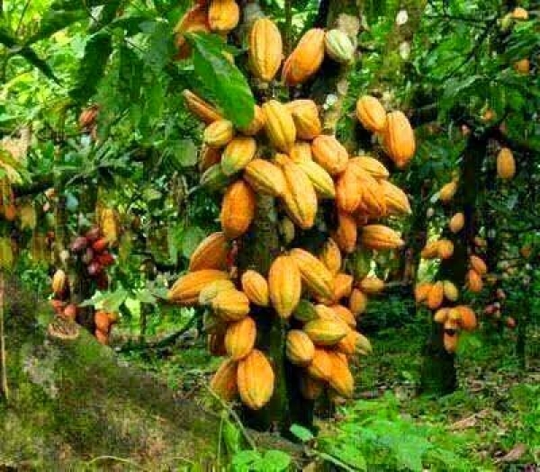 Afirman Monte Plata incrementa la producción de cacao orgánico de exportación