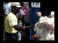 Haitianos impiden el paso de pollos huevos y gallos de peleas hacia su territorio