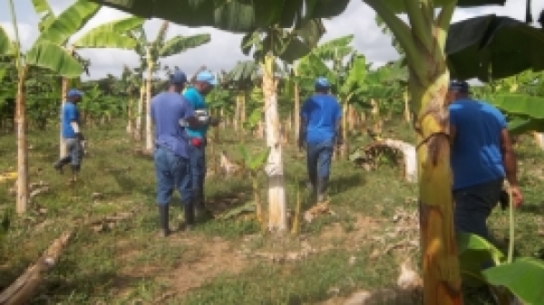 Presos en Higüey producen 8 mil plátanos 