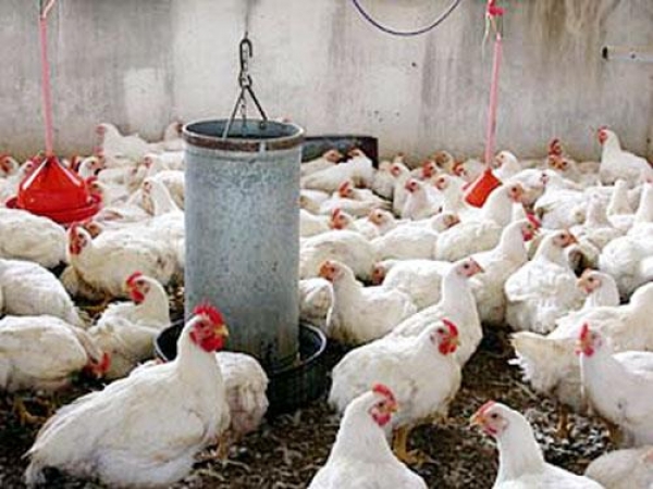 Moradores de Jumunucú denuncia granja de pollos molesta a la comunidad