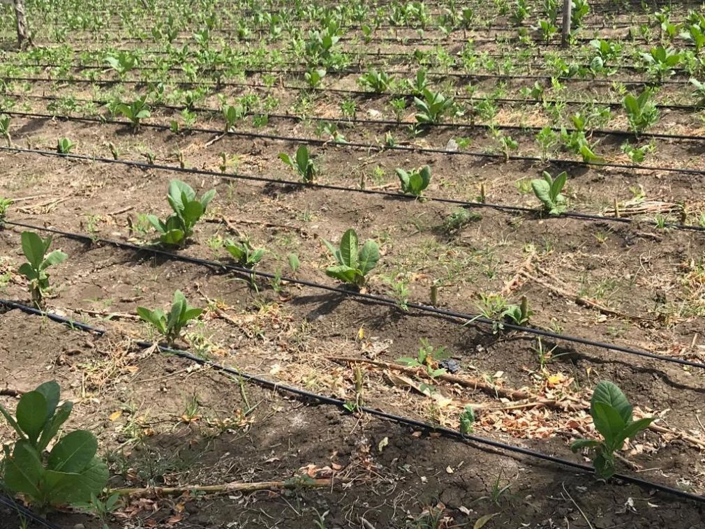 El proyecto busca garantizar la disponibilidad de agua y aumentar la capacidad de adaptación del sector agropecuario frente a los efectos del cambio climático. 