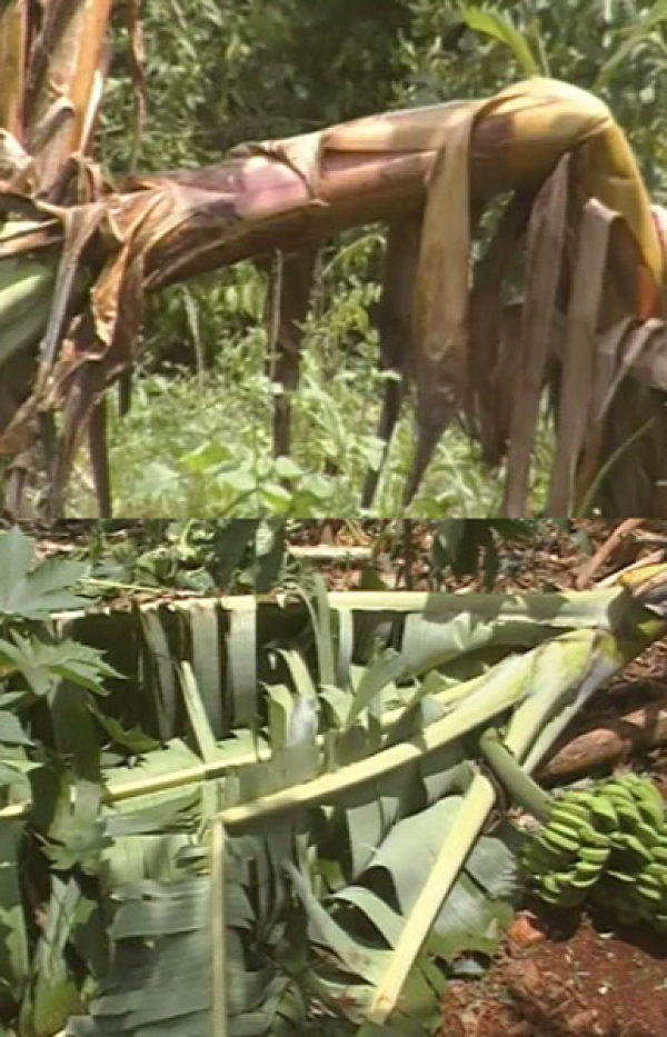 Plantanción de plátanos destruidas por los fuertes vientos y las lluvias de la tormenta Isaac en República Dominicana.
