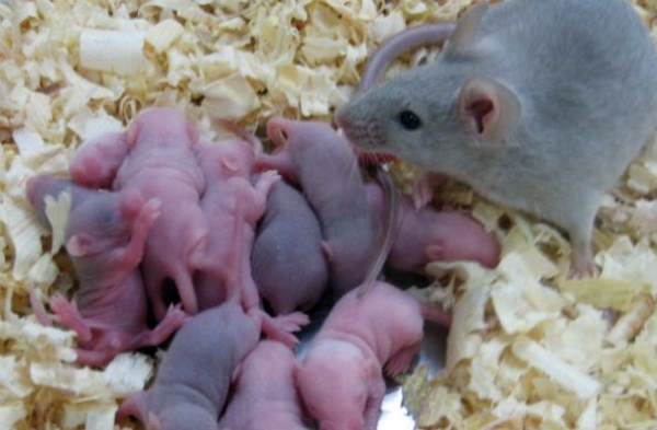 Plaga de ratones invade el mercado de Dajabón