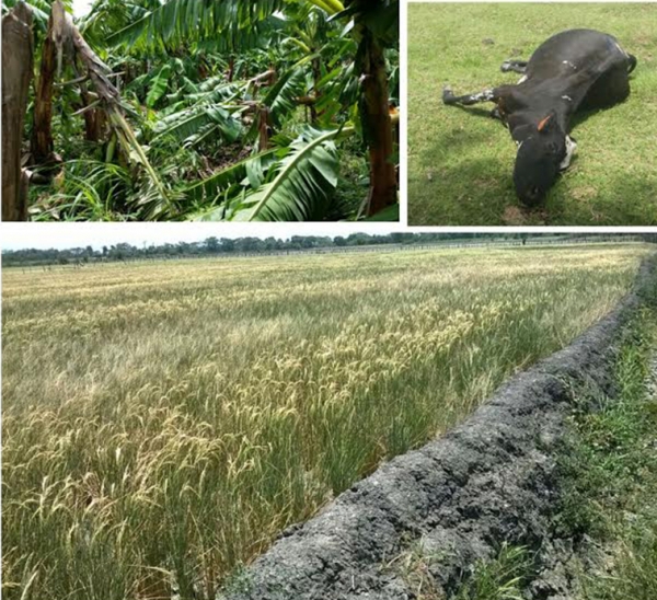 Los siniestros se produjeron en los cultivos de arroz, cebolla, maíz, habichuelas, guandules, batata, yuca, chinola, y cacao, además de siniestros de ganado e invernaderos.