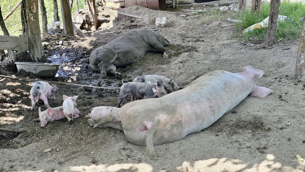 Cerdos comienzan a morirse en la comunidad de Los Miches; Criadores temen que sea por Fiebre Porcina Africana.