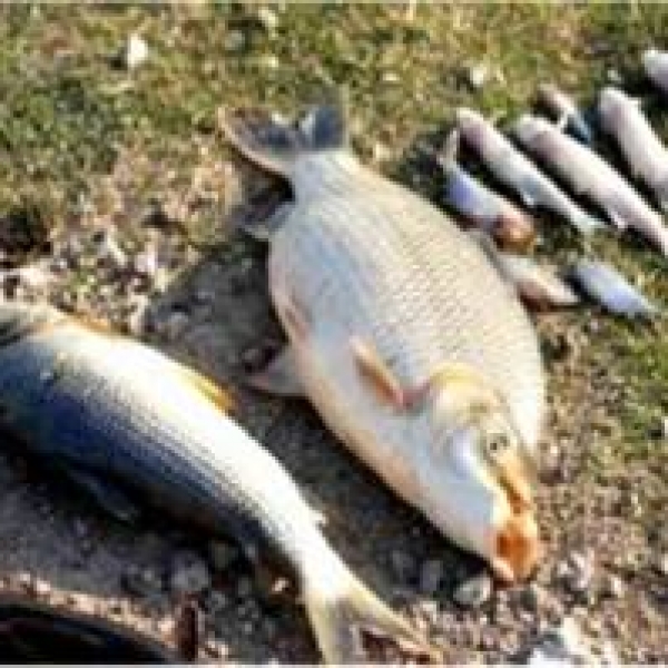Demandan investigar la causa de muerte peces en Presa de Sabaneta