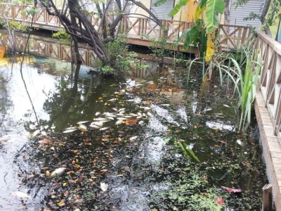 Desaprensivos lanzan sustancia tóxica en agua, mueren cientos de peces:  