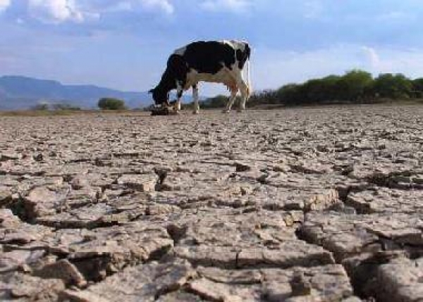 Seguro de índice sequía se venderá a partir de octubre 2014 
