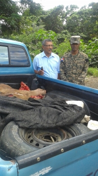 Miembros del E.R.D apresa cuatrero con vaca descuartizada : 