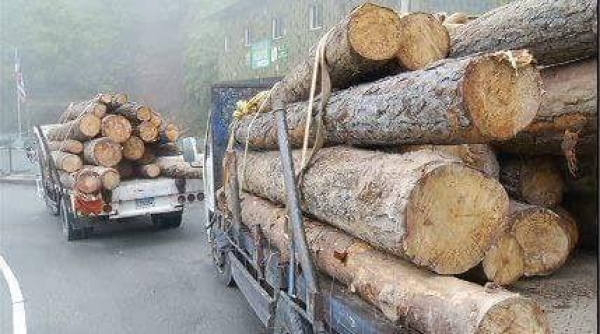 Despredación indiscriminada en la Cordillera Central, autoridades no hacen nada:  