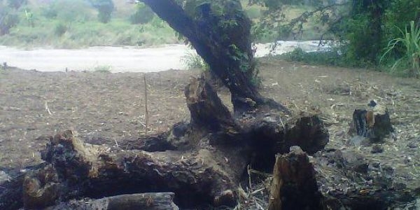 Afirman haitianos realizan tumbas y queman carbón en finca