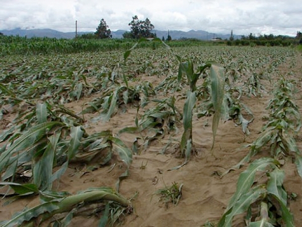 Siembra de plátanos inundada por una tormenta.