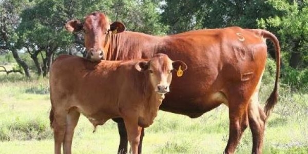 Afirman ganaderos dominicanos retienen vacas haitianas: 