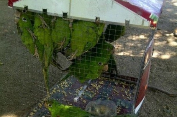 Incautan pericos y cotorras en la frontera