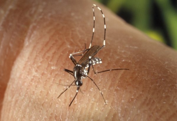 La chikungunya se propaga en EEUU