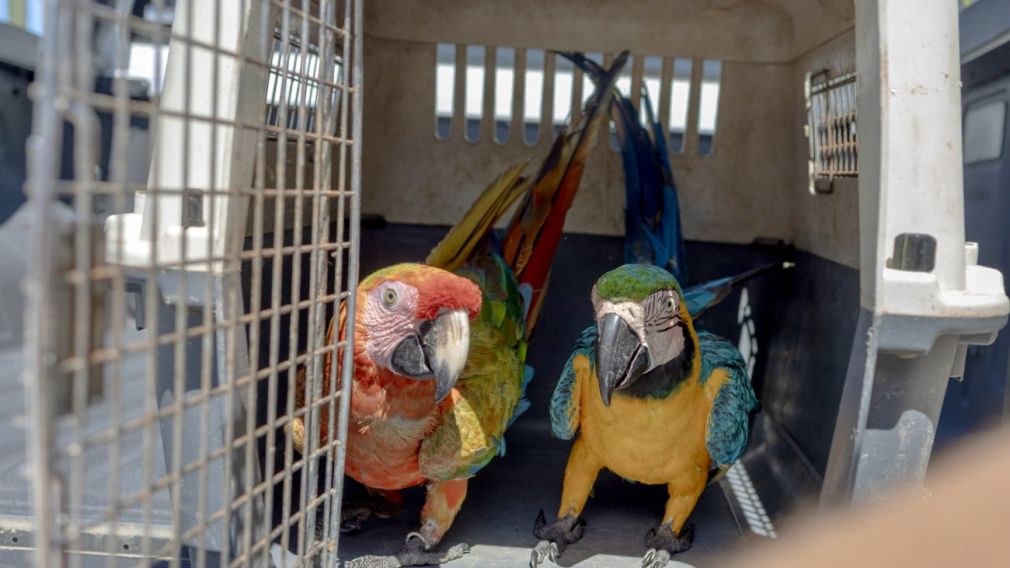 La entidad exhorta a todos los propietarios de animales exóticos a cumplir con este proceso dentro del plazo establecido.
