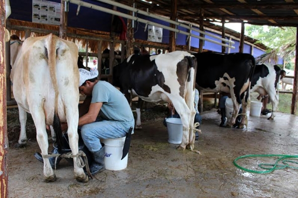 Expo Montaña busca proyectar la ganadería en la región: 