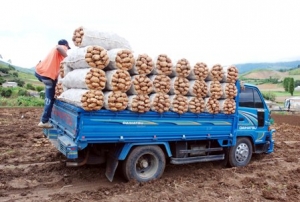 Camión cargado de productos cosechados en Constanza.