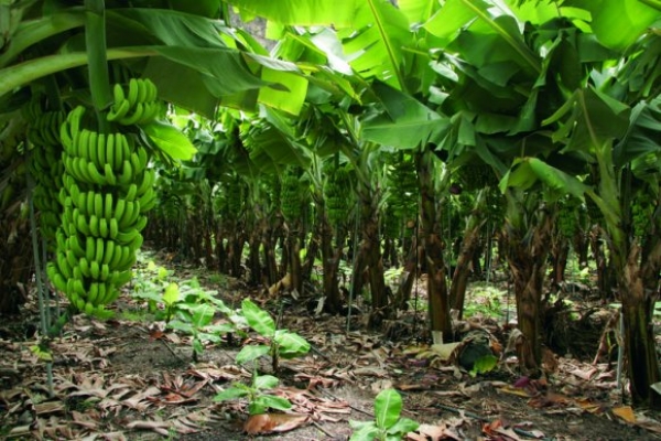 ADOBANANO advierte al Gobierno importación de plátanos puede correr riesgos