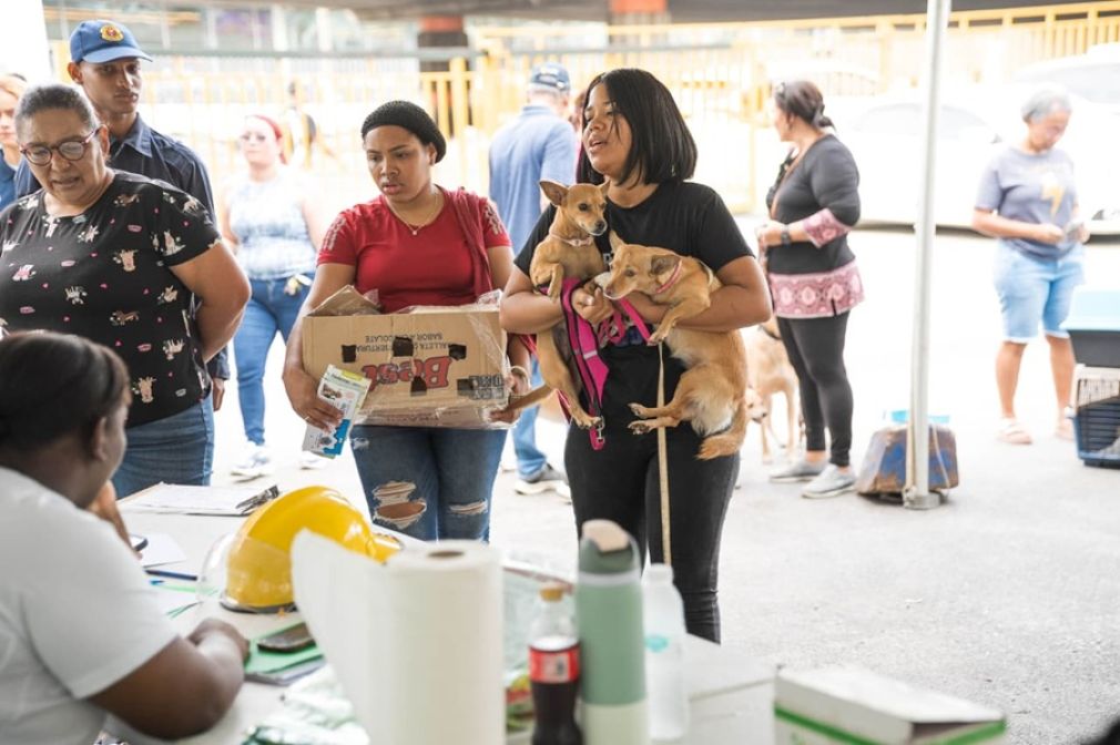 Al menos 100 perros y gatos fueron esterilizados el fin de semana.