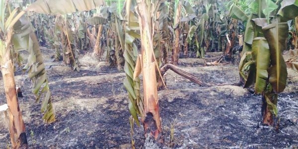 Fuego afecta una finca de bananos en Guatapanal: