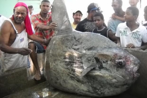 Pescadores y curiosos sostienen el pez gigante atrapado en Barahona.