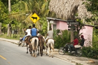 Camino a Samaná se pueden apreciar los jóvenes que montan caballo para realizar sus actividades cotidianas.