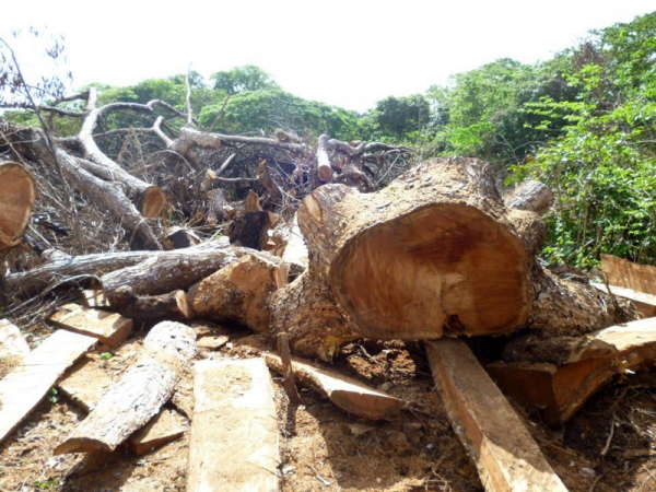 Muestra de los árboles talados en la rivera del Rio Comate en Bayaguana.