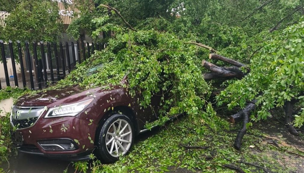 Brigada de la Defensa Civil trabaja para remover árbol cayó sobre vehículo.