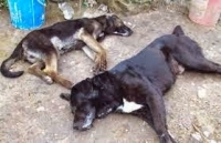 Denuncian que desconocidos han envenenado más de 40 perros