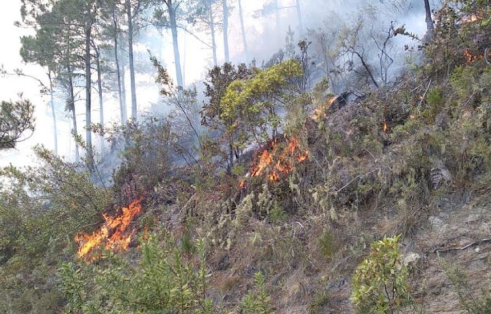 Atrapan hombre por provocar incendio forestales en Azua
