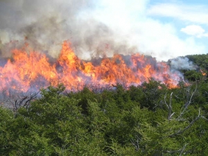 Voraz incendio arrasa con la Laguna Saladillo en Carbonera