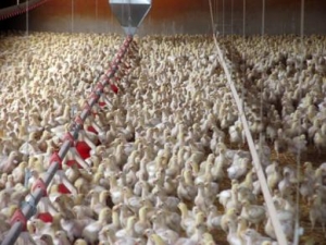 El calor mata miles de pollos en Moca