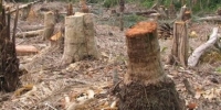 Continúa la tala indiscriminada de árboles en comunidades de Restauración: 