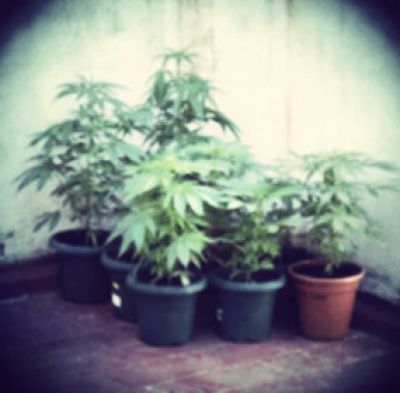 Sabana Iglesia, decomisan plantas de marihuana