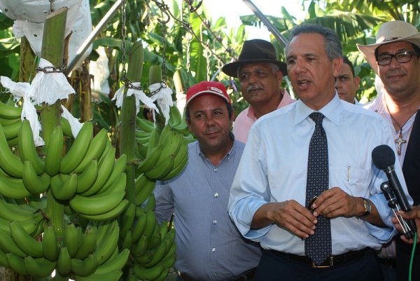 La Cruz de Manzanillo es referencia nacional en banano y plátano